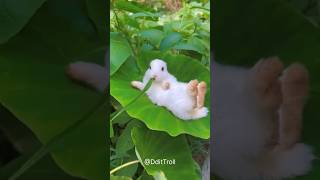 Before And After Animal Transformation