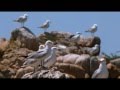 Trauminseln im Mittelmeer - Der Naturpark zwischen Korsika und Sardinien 3/3