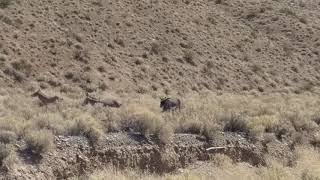 Death Valley Burro Fight