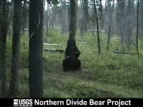 russian spanish bear naked pole dancing bear naked pole dancing 