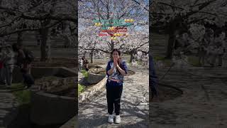 Tiktok Pah More Under Sakura Tree In Sakura Square Narashino Chiba Japan