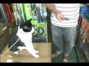 白子のりを見せるとお手をするネコ