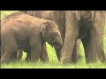 Cute little Elephant babies having lunch with the family