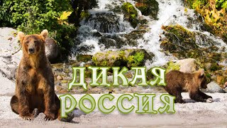 Дикая Природа России. #Документальный Фильм 4K