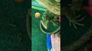 Lizard Squirt Gun