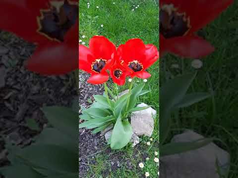 ET - tulipán