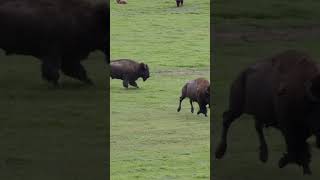 Bison Race