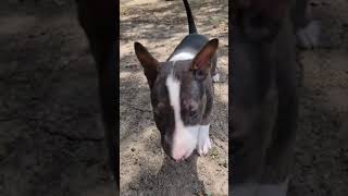 My 6 Week Old Bull Terrier Say Hi