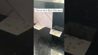 Oh No Ants In Your Home How To Ue Terro Ant Bait
