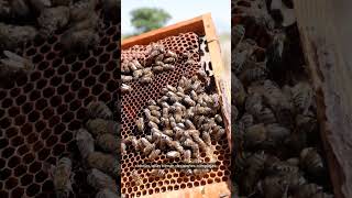 Abejas Matemticas