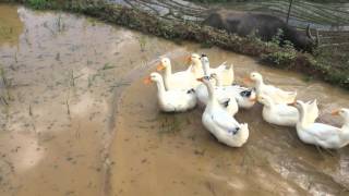 Vietnam and Cambodia holiday 2015/16