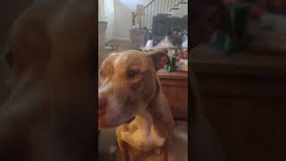 My Pitbull Angus