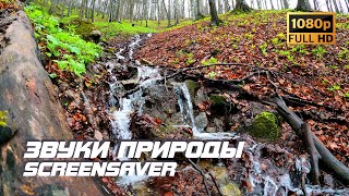 Живая Природа - Ручей | Звуки Природы | Звуки Ручья | Шум Воды | Релаксация | Заставка Тв | Asmr