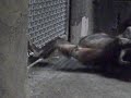 Gorilla Rape images Gorilla Rape