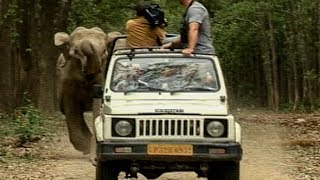 Wild Elephants Charge After Camera Crew Deadly 60 Bbc Earth Explore
