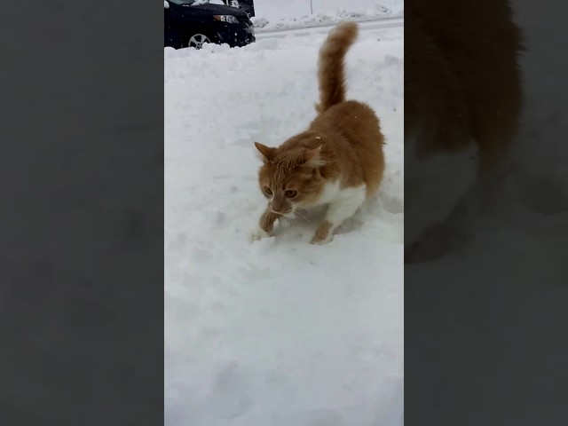 Dog Shoves Cat’s Face In Snow - Video