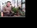 Hoggywart