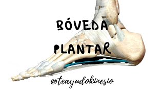 ANATOMÍA DE BÓVEDA PLANTAR: ARCOS, CURVAS Y EQUILIBRIO ESTRUCTURAL