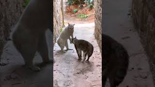 It's Between Cats Now  #Cutecatvideos #Funnycats #Cutecats #Petsfunnyvideos #Cutecatclips #Funnypets