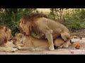 Lions mating