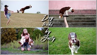 Download lagu Amazing Dog Tricks by Border Collie JUSTY [4 years]