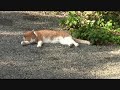 浄妙寺の茶室、庭園