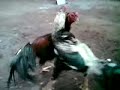image Ayam Sabung Sikuya Jawara Miky Mouse Wido Petir Ayam Teman