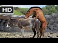 تزاوج الحصان مع الحمير  فيديو رهيب