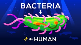 How Large Can A Bacteria Get? Life & Size 3