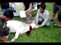 sembelih lembu