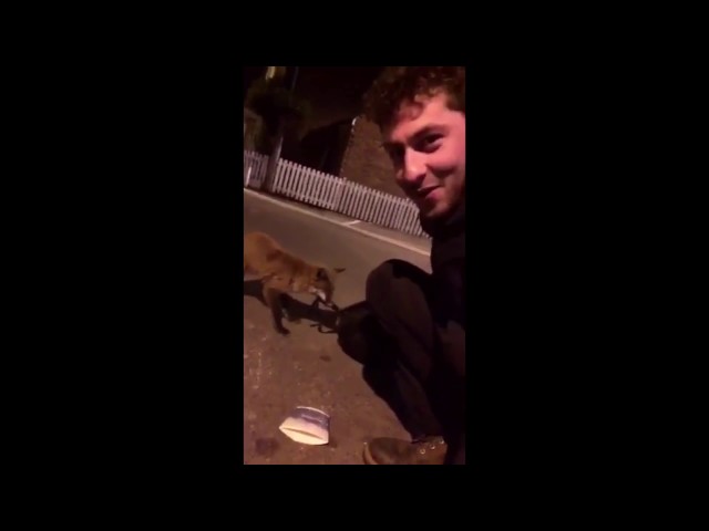 Moving Story About A Man Who Found A Fox Who Wouldn’t Leave - Video