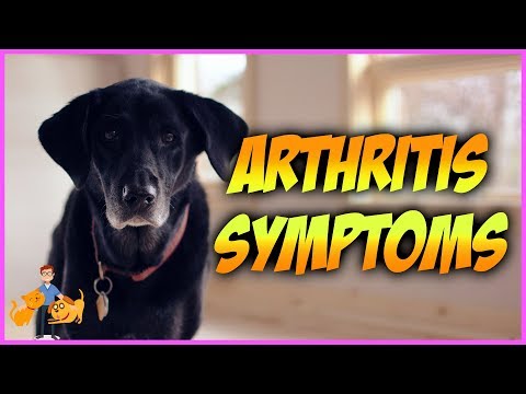How Can You Tell if Your Dog has Arthritis: top 10 symptoms