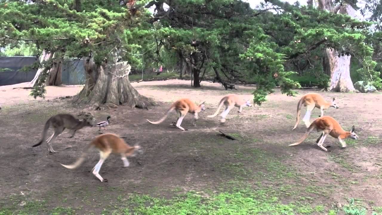 wallaby vs kangaroo vs wallaroo christmas reindeer yard decorations