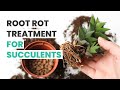 SUCCULENT CARE TIPS | ROOT ROT TREATMENT FOR SUCCULENTS