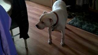 American Staffordshire Terrier - Kira