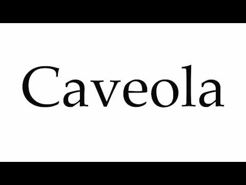 Header of caveola
