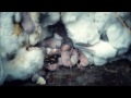 Cruelty exposed inside rabbit farms linked to the UK | Animal Equality Investigation