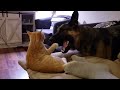 How a German Shepherd and a Kitten Became Best Friends