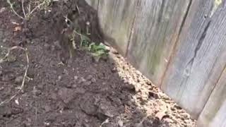 Dogs Digging Hole Under Fence.