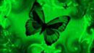 Video Butterfly David Usher