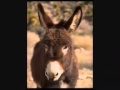 Música Burro Apaixonado - Os 3 Xirus - YouTube - Mozilla Firefox.flv download mp3 dan video Música Burro Apaixonado - Os 3 Xirus - YouTube - Mozilla Firefox.flv