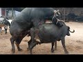 hot buffalo meeting and cow meeting(2)