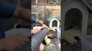 Making The Ferrets A Dig Box