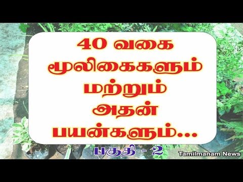 Herbs and their uses in tamil | 40 herbal plants and their uses Part 2