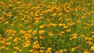 Watch Charlie Rich A Field Of Yellow Daisies video