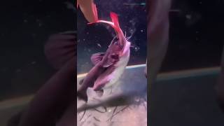 Gulper Catfish Live Feeding