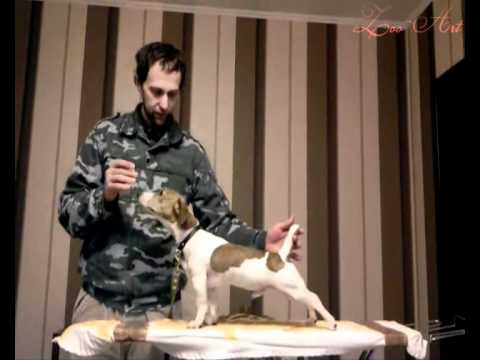 Как дрессировать собаку в домашних условиях джек рассел терьер Как дрессировать собаку в домашних условиях джек рассел терьер
