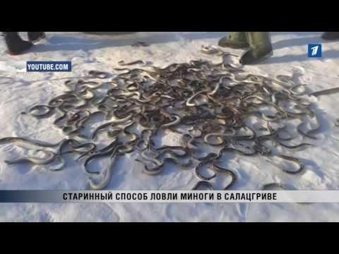 когда ловить миногу в финском заливе когда ловить миногу в финском заливе