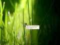 Turbo Pascal. Основы программирования. (Артём Кашеваров) Turbo Pascal. Основы программирования. (Артём Кашеваров)