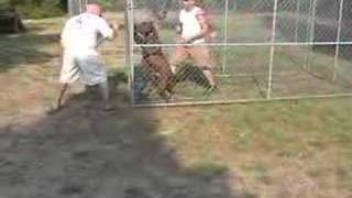 Donovan Pinscher K9Control